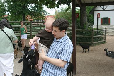 feeding goats