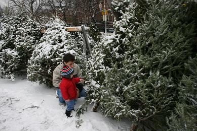 christmas-tree.jpg