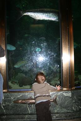 shedd4.jpg