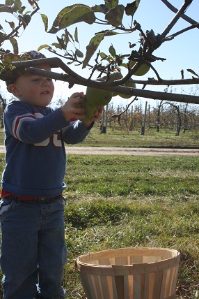 applepicking2