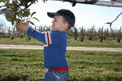 applepicking3