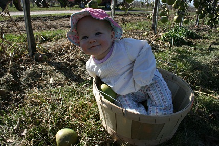 applepicking4