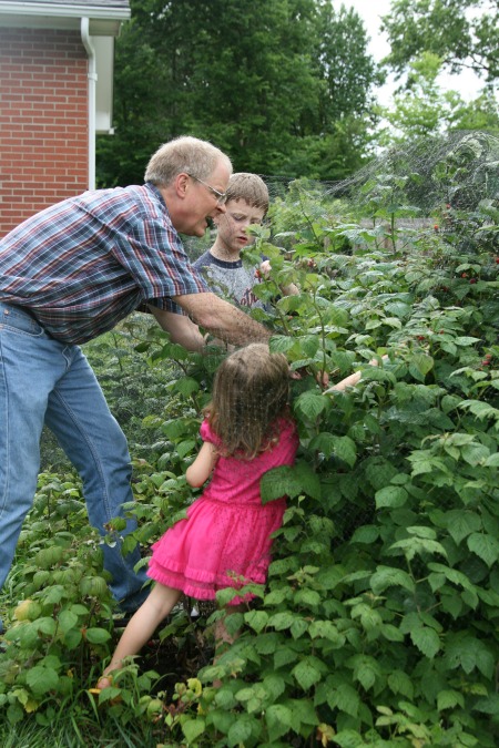 raspberries1