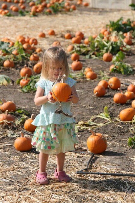 Bug Punkin